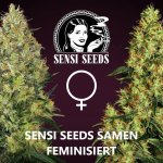 Sensi Seeds - Feminisiert